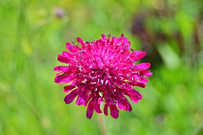 Flowers in the garden during summer