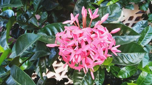 High angle view of pink flowering plant