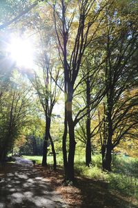 Trees in sunlight