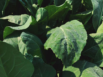 Close-up of wet leaves on plant during rainy season