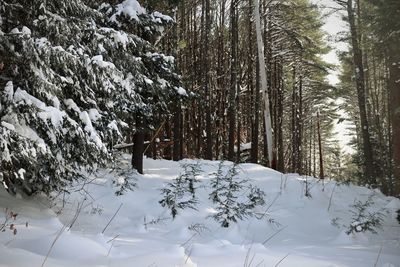Pine trees on snow covered field