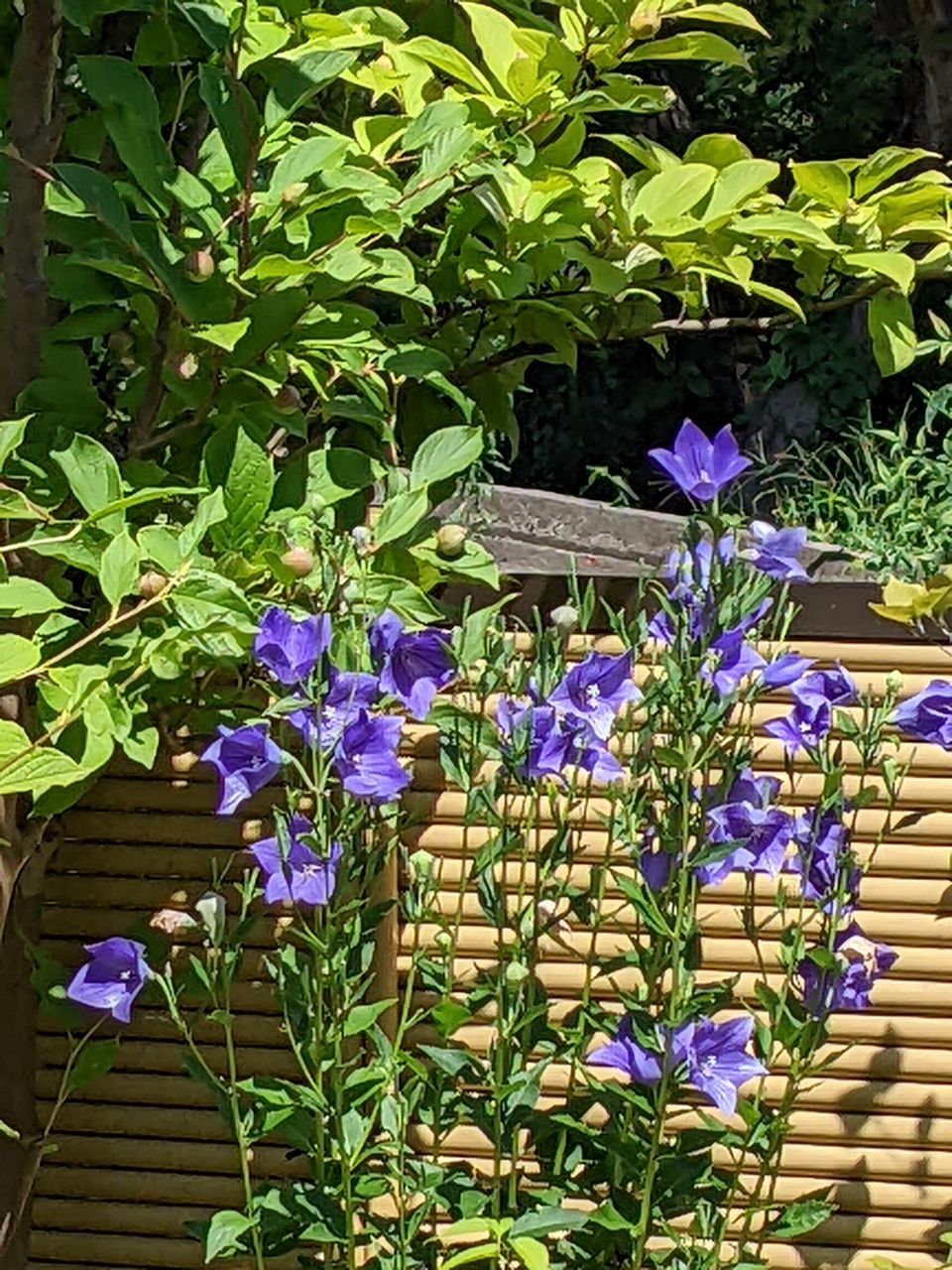 夏椿 桔梗 Flower Flower Head Purple Plant Close-up