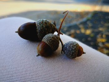 Close-up of snail