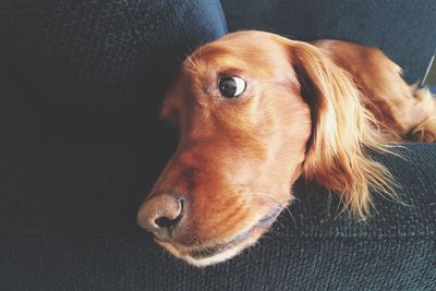 Close-up portrait of dog