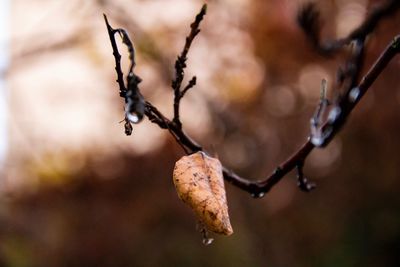 Close-up of dry leaves on tree during winter