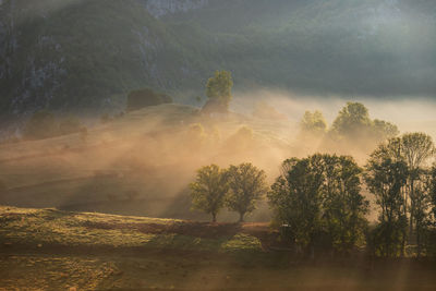 Mountain landscape with morning fog, at the forest edge, in apuseni mountains, romania