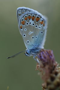 Close-up of butterfly pollinating on flower