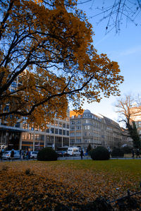 View of trees in city during autumn