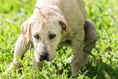 Close-up of puppy with pet leash on field