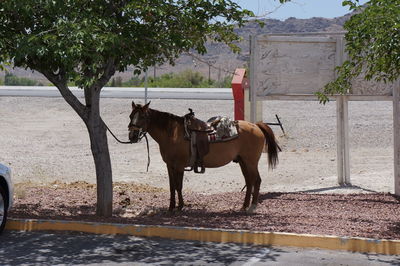 Horse horses on tree