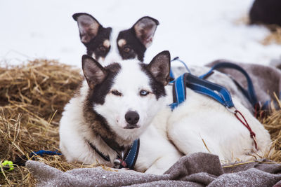 Beautiful alaska husky dogs resting during a sled dog race. long distance sled dog race in norway.