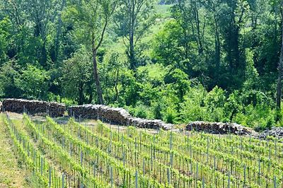 Scenic view of field