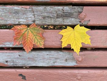 Close-up of autumn leaves on wooden wall