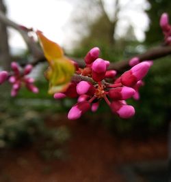 Close-up of pink flowers blooming outdoors