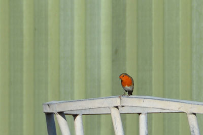 Close-up of an european robin perching on a fence