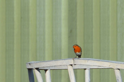 Close-up of bird perching on wood