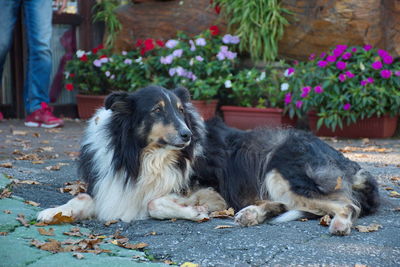 View of a dog relaxing on plants