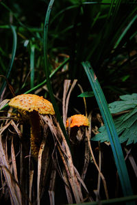 Close-up of mushroom growing on plant