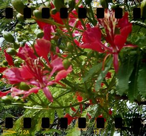 Full frame shot of red flowers