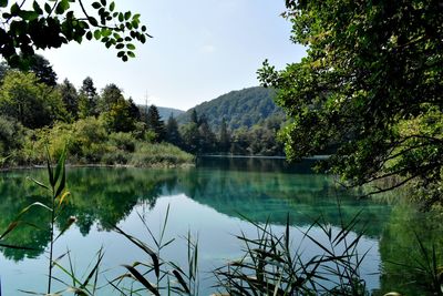 Scenic view of lake in forest against sky