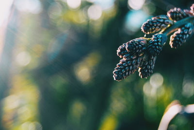 Close-up of butterfly on plant