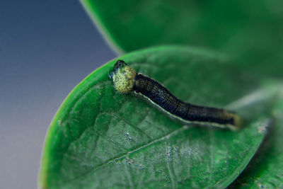 Close-up of grasshopper