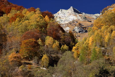 Trees on mountain during autumn