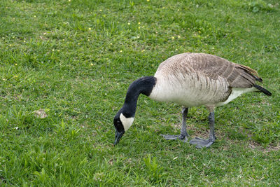 Side view of a bird on field