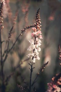 Close-up of flowering plant