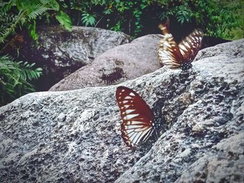 Close-up of butterfly on rock