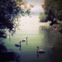 Birds swimming in calm water