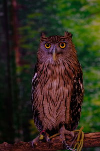 Close-up portrait of owl