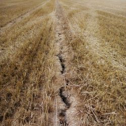 Full frame shot of wheat field