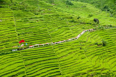 High angle view of rice field