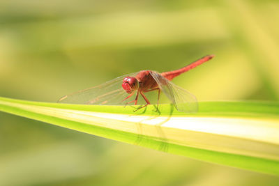 Close-up of insect on leaf