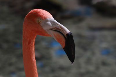 Close-up of flamingo