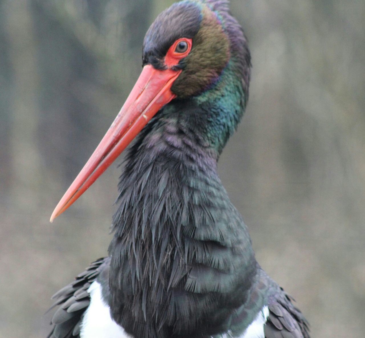 Schwarzer storch