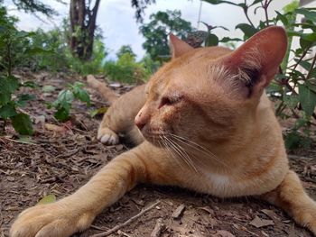 Close-up of a cat on field