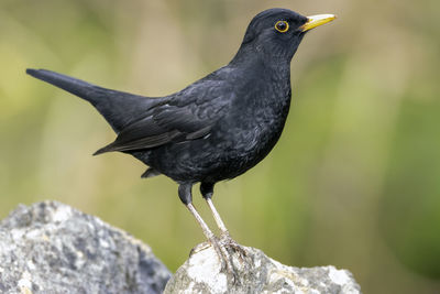 A close-up of a blackbird, a species of thrush, perched on a rock.