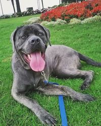 Portrait of a dog on grass