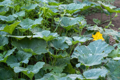 Close-up of wet leaves on field