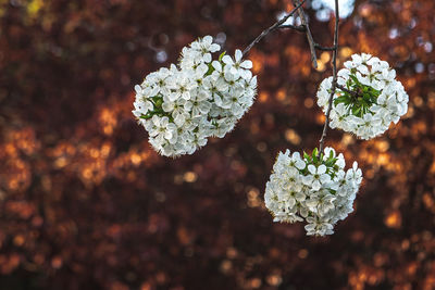 Close-up of white flowering plant