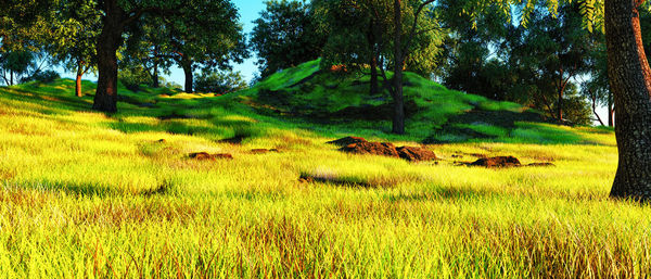 Scenic view of trees on field