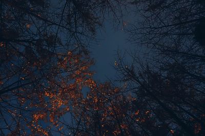 Low angle view of bare trees against sky