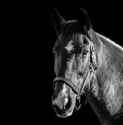 Close-up of a horse against black background