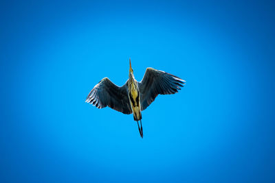 Low angle view of bird flying against clear blue sky