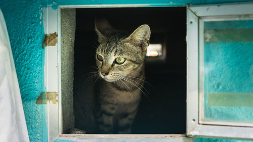 Portrait of cat sitting on window