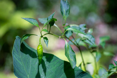 Fresh green chili on tree