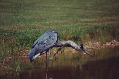 Gray heron cleaning neck in lake