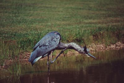 Side view of bird in water